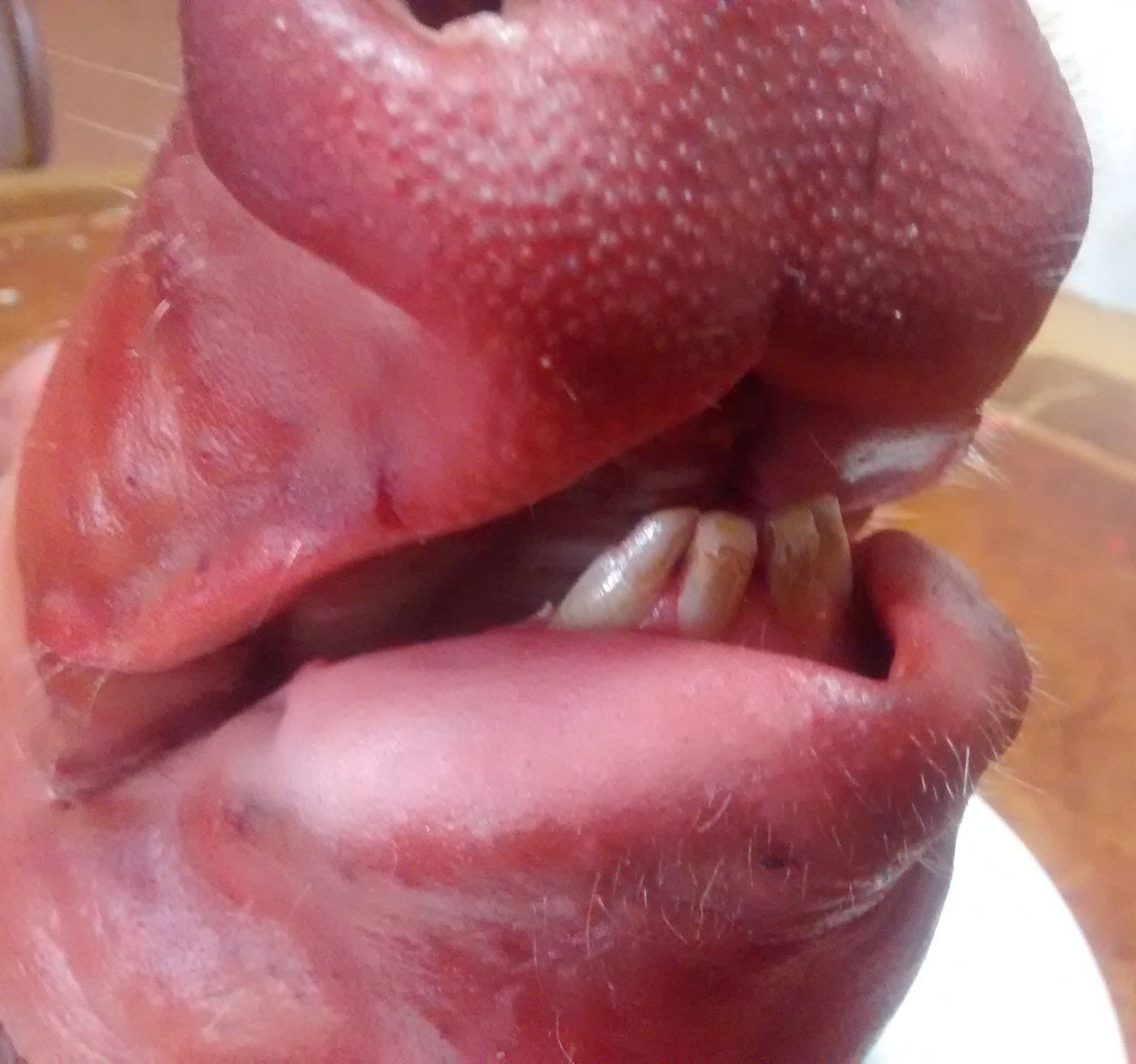 APARATO DIGESTIVO DEL CERDO