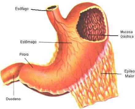 APARATO DIGESTIVO DEL CERDO