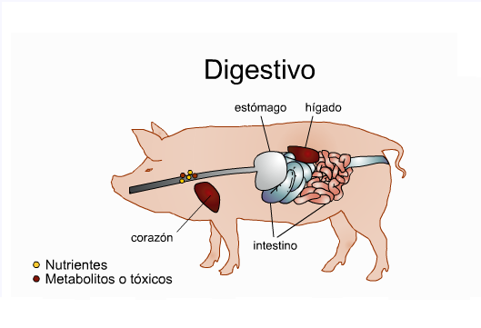 APARATO DIGESTIVO DEL CERDO