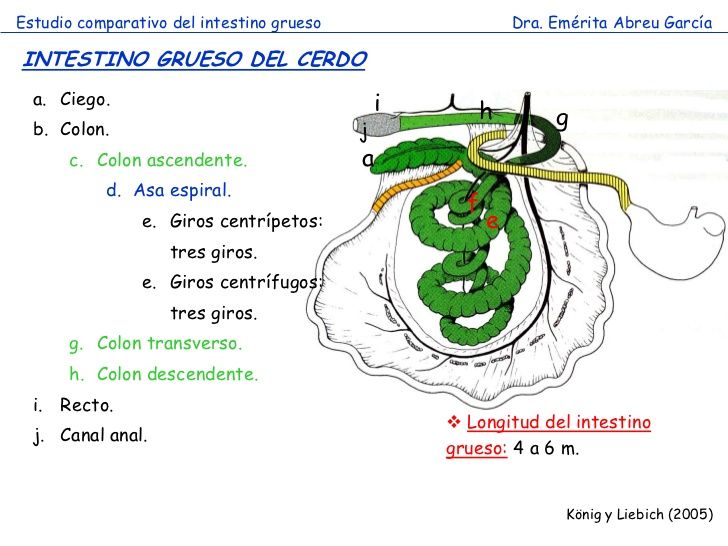 APARATO DIGESTIVO DEL CERDO