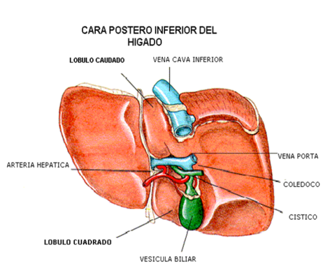 APARATO DIGESTIVO DEL CERDO