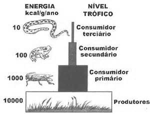 MATÉRIA E ENERGIA NOS ECOSSISTEMAS