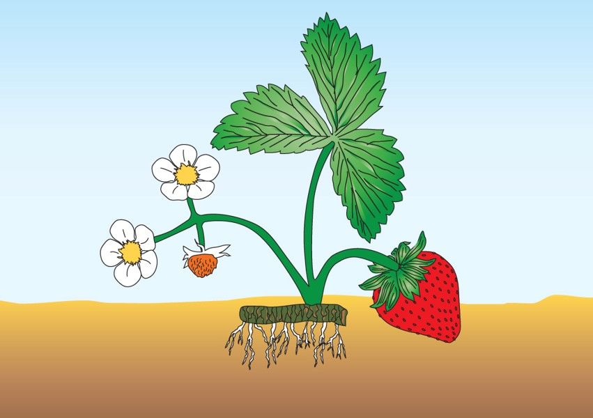 Quais as partes constituintes da planta?