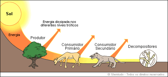 MATÉRIA E ENERGIA NOS ECOSSISTEMAS