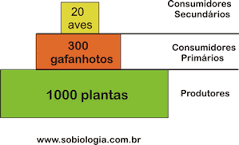 MATÉRIA E ENERGIA NOS ECOSSISTEMAS