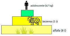 MATÉRIA E ENERGIA NOS ECOSSISTEMAS