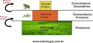 MATÉRIA E ENERGIA NOS ECOSSISTEMAS