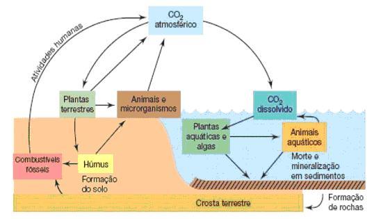 MATÉRIA E ENERGIA NOS ECOSSISTEMAS