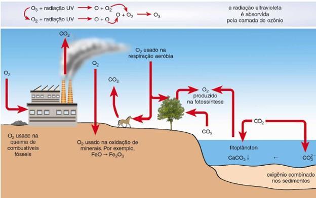 MATÉRIA E ENERGIA NOS ECOSSISTEMAS