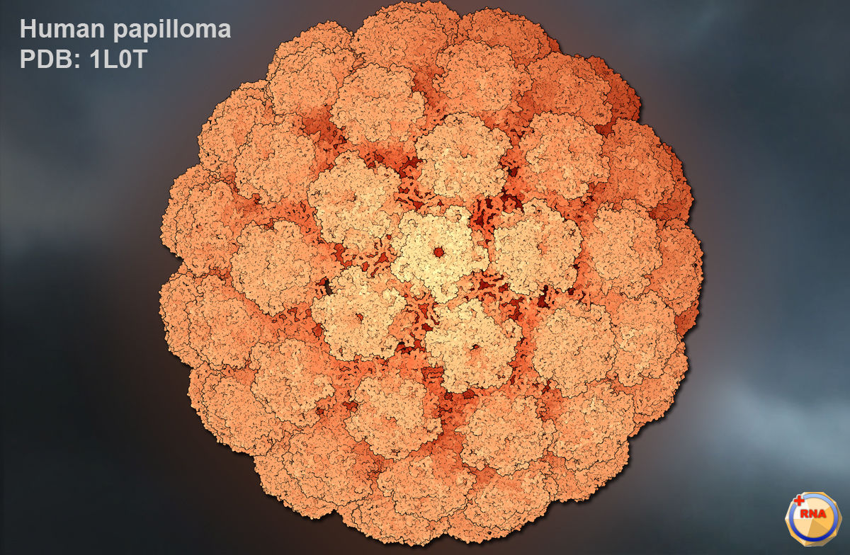 Virus del papiloma humano