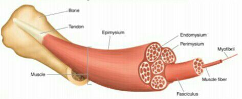 Sistema muscular