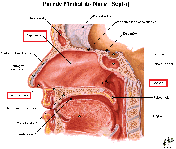 Histologia do Sistema Respiratório