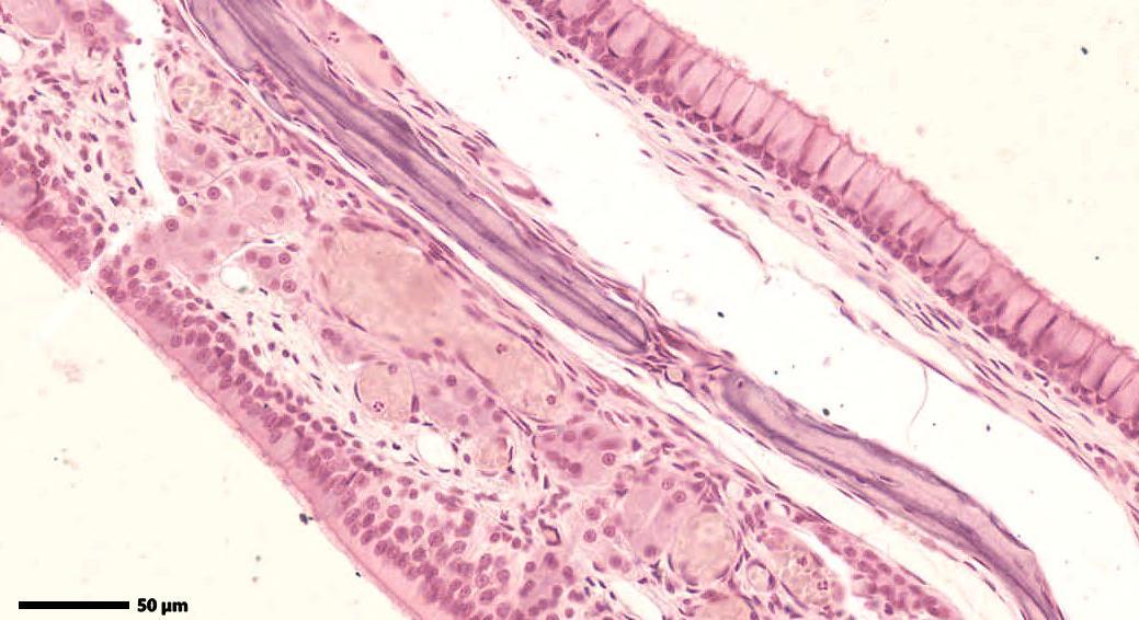 Histologia do Sistema Respiratório