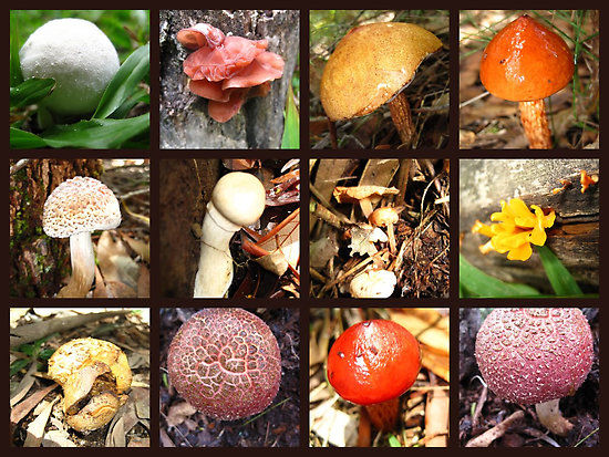 Reino Fungi