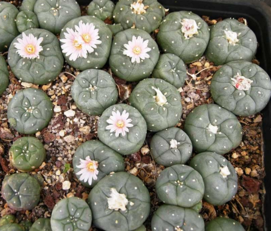 Peyote (cactus) mescalina