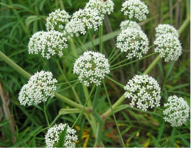 CICUTA conina