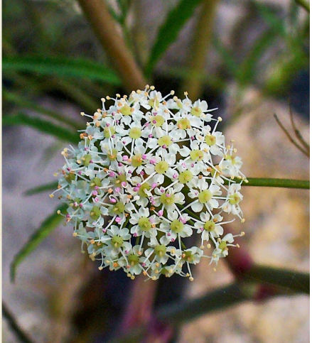 CICUTA conina