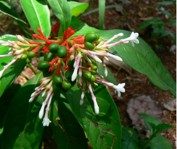 RAUWOLFIA SERPENTINA Reserpina