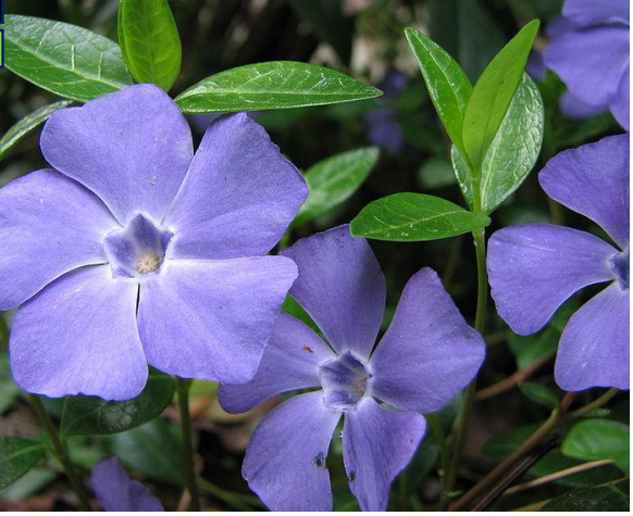 VINCAPERVINCA vincamina