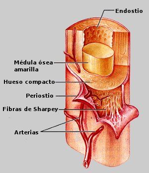 MACRO-ESTRUCTURA
