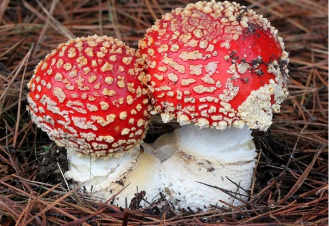 AMANITA MUSCARIA muscarina