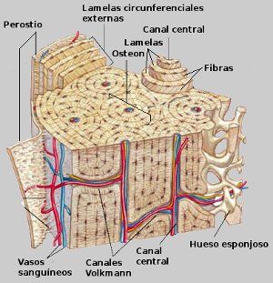 MICRO-ESTRUCUTURA