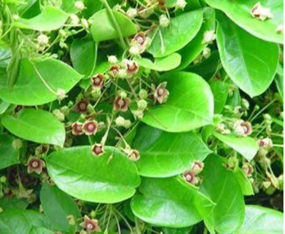 CARIPICHEA IPECACUANA emetina