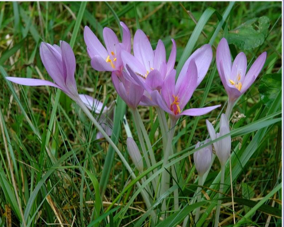 COLCHICUM AUTUMNALE