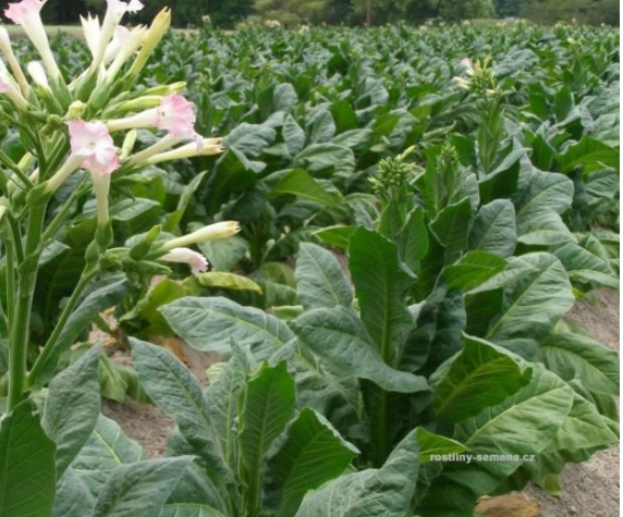 NICOTIANA TABACUM nicotina
