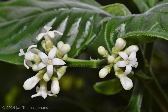 CARIPICHE IPECACUANA emetina