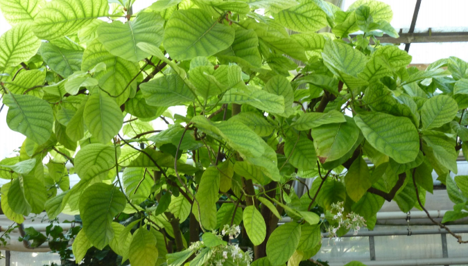 CINCHONA OFFICINALIS quinina