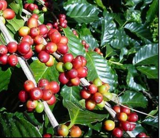 CAFFA cafeina