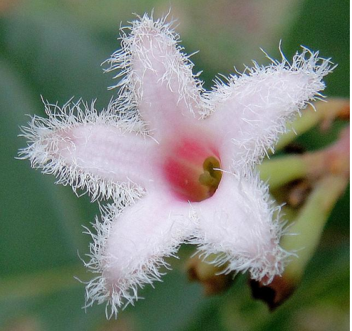 CINCHONA OFFICINALIS quinina