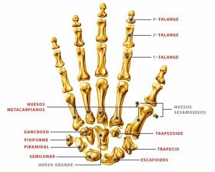 HUESOS DE LA MANO