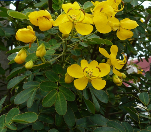 CASSIA OCCIDENTALIS morfinolina