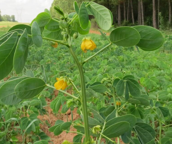 CASSIA OBTUSIFOLIA morfinolina