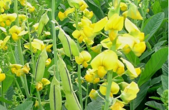 CROTALARIA PAJARITO pirrolizidina