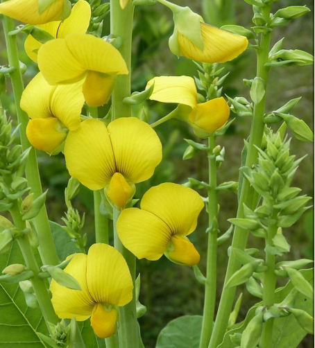CROTALARIA PAJARITO pirrolizidina