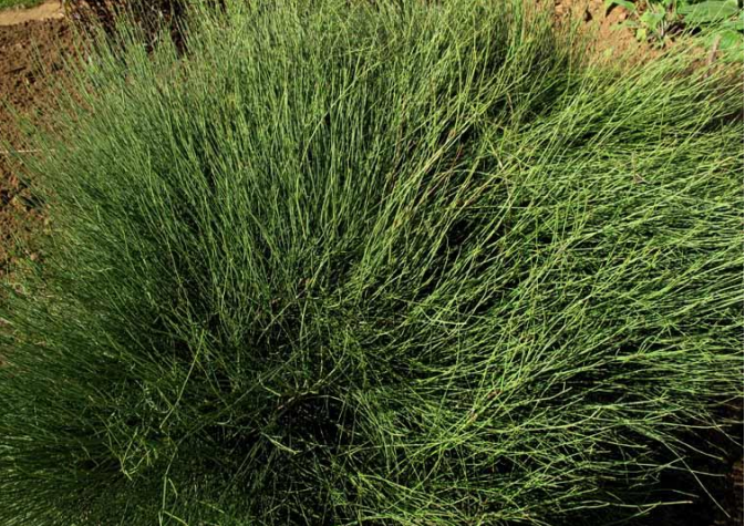 EPHEDRA DISTACHYA efredrina