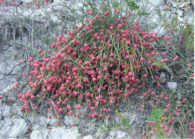 EPHEDRA DISTACHYA efredrina