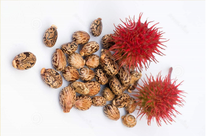 RICINUS COMMUNIS ricina