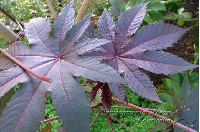 RICINUS COMMUNIS ricina