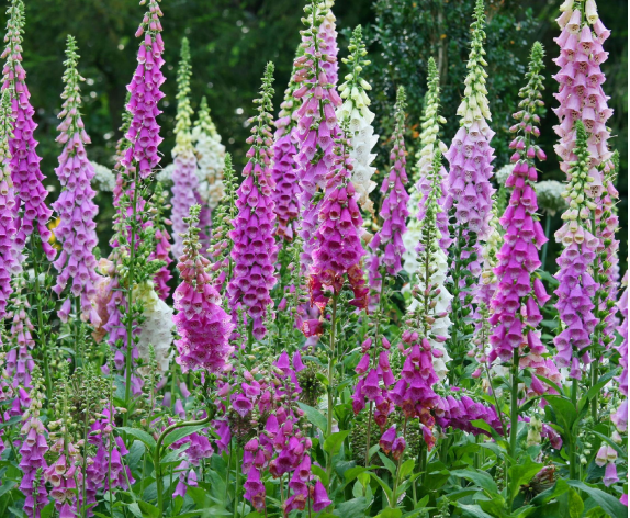 DIGITALIS PURPUREA CARTUCHO digitoxina