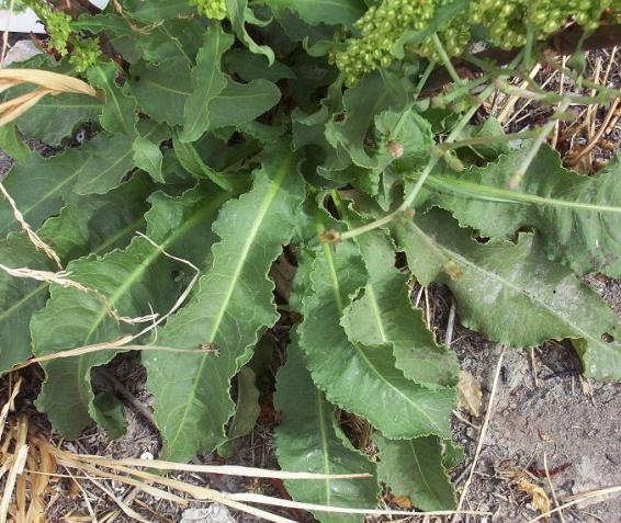 LENGUA DE VACA RUMEX CRISPUS ACEDERA antraquinona