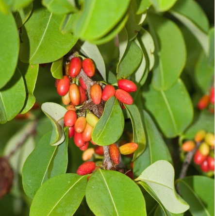 ERYTHROXNYLUM COCA cocaina