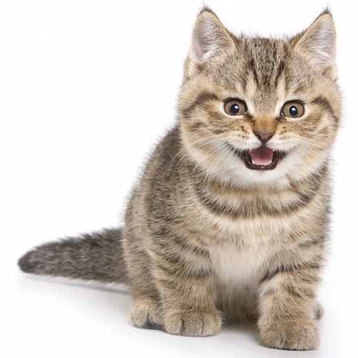Gato