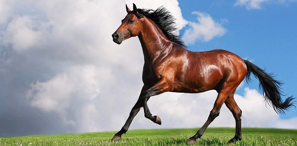 Caballo