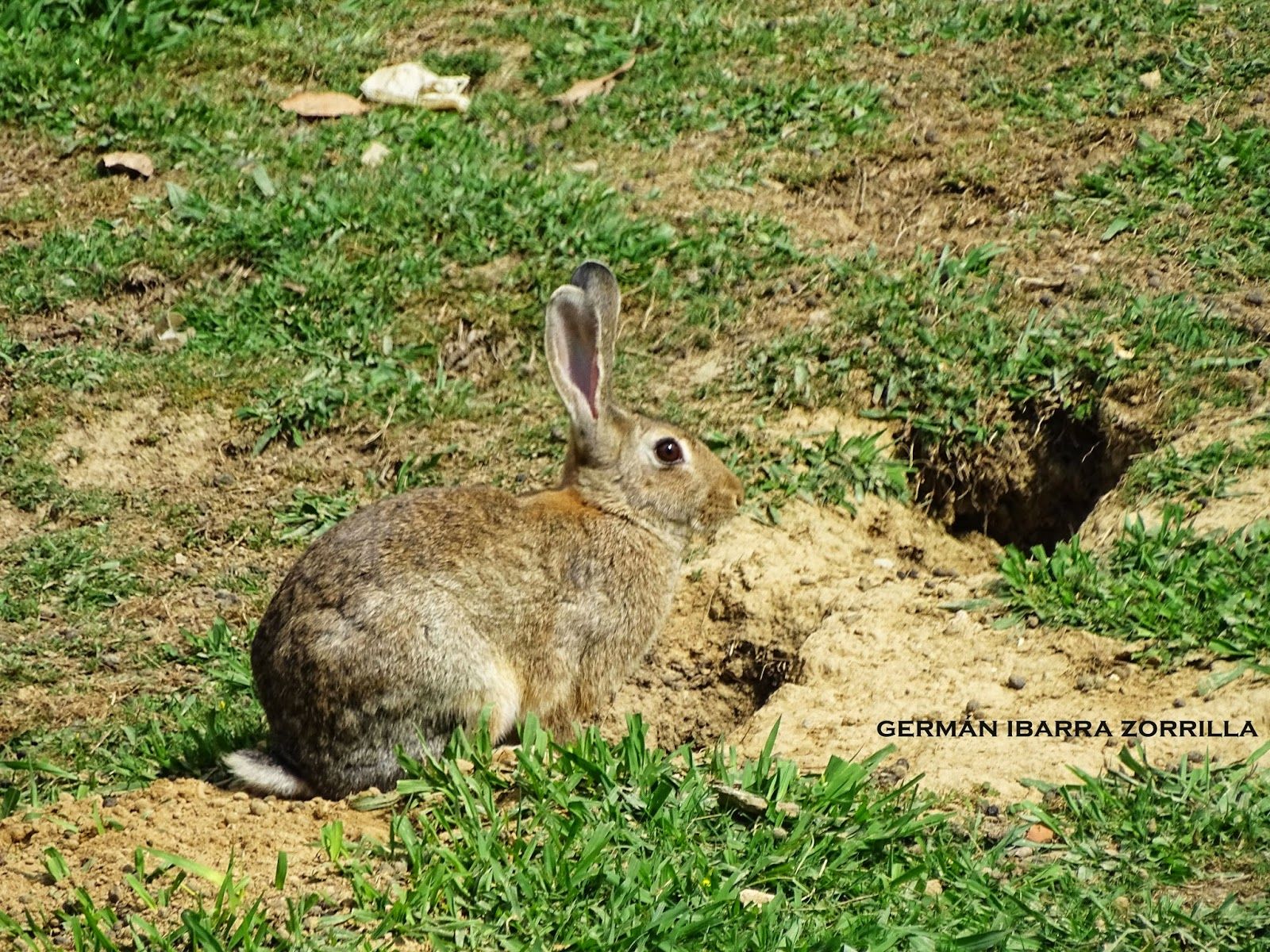 Semejanzas y diferencias entre las familias conejo y humanas