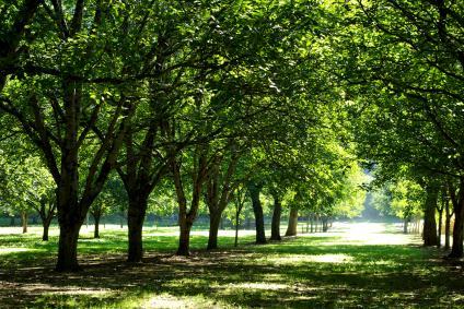 trees