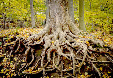 roots